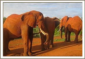 Laikipia left, Icholta and Lolokwe