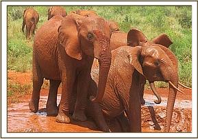 Thoma mudbathing with the youngsters