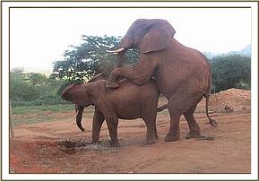Laikipia trying to mate Mweya