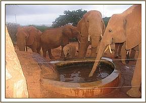Emily's herd drinking from the water trough