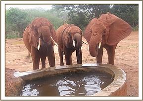 Lempaute, left, Taveta and Sinya