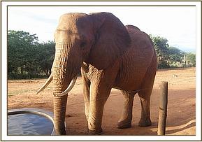 Laikipia drinking from the stockade water trough