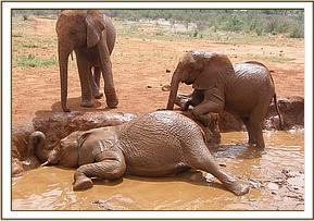 Arruba, left, and Ndoria having a bathing game
