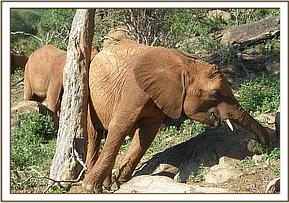 Arruba scratching and eating at the same time