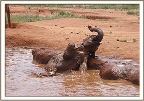 Arruba really enjoying the water
