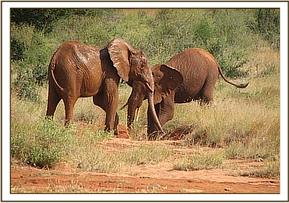 Laikipia teasing a wild boy