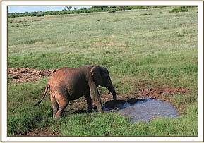 Emily bathing in shallow waters