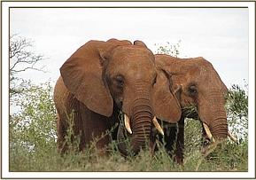 Laikipia & Aitong feeding