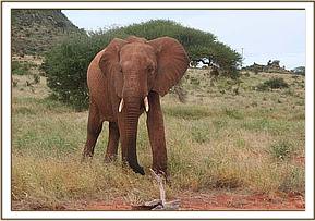 Laikipia