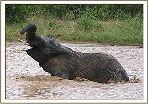 Napasha enjoying the water
