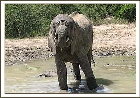 Mulika having a drink of water at the mudwallow
