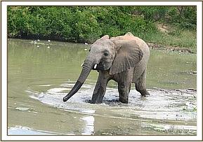 Tomboi in the water