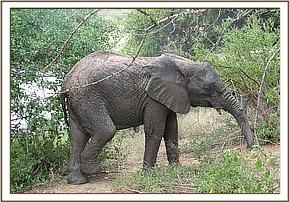 Sunyei after having a cooling mud bath
