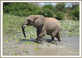 Taita in the mudwallow