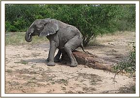 Madiba scratching