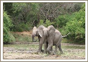 Ndomot and Lualeni in a charging mood