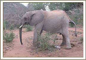 Taita