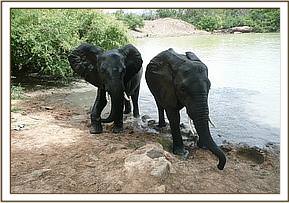 Mgeni and Yatta