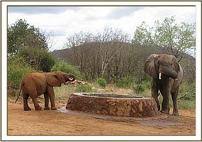 Ithumbah drinks with a wild elephant