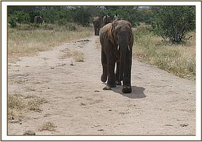 Namalok running for milk
