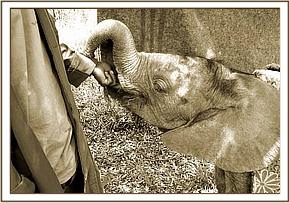 Lempaute having some milk
