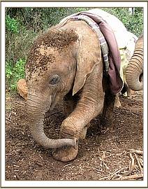 Lesanju playing