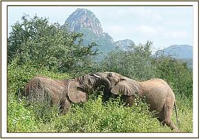 Taita plays a pushing game with Loijuk