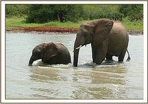 Yatta guiding Meibai in the water