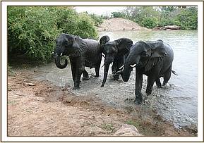Kinna, Mgeni & Yatta quitting the mud bath