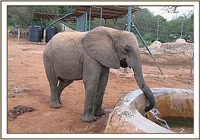 Naserian having a drink