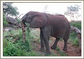 Wendi scratching her trunk