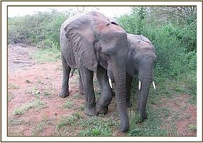 Mulika and Orok