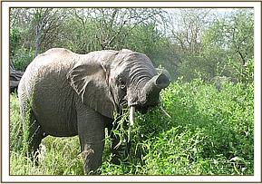 Taita feeding