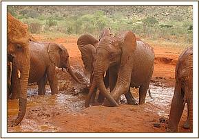 Lesanju and others in the mudbath