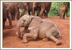 Orwa playing