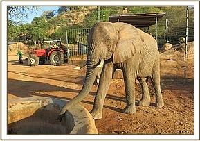 Napasha having a drink at the stockade