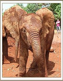 Muddy Orwa
