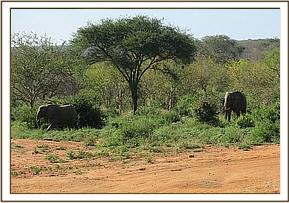 A wild bull pursuing Wendi