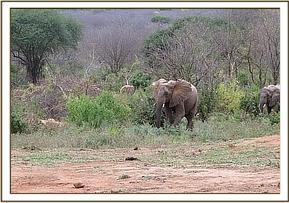 Kinna leading the others to the mudbath