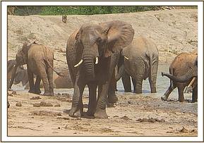 Napasha at the mudbath