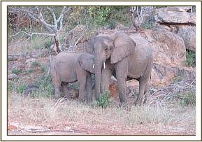 Nasalot with one of the youngsters