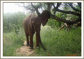 Orwa scratching his ear