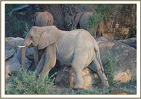 Lualeni scratching on a rock
