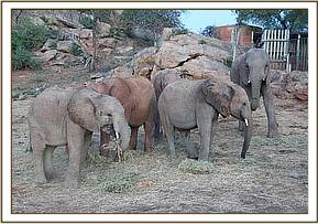 Orphans feeding with Lualeni