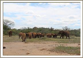 Tomboi and wild bull meeting up with the orphans