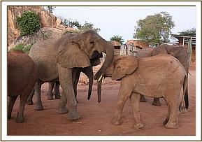 Nasalot playing with Orwa