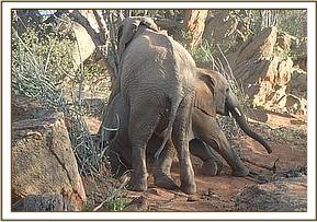 Orwa climbing on Vuria