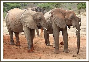 Naserian and Sunyei