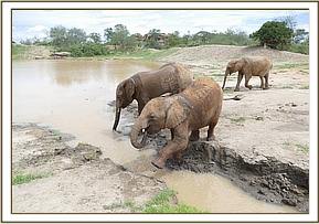 Kelelari and Karisa at the watering hole