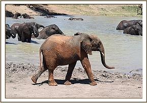 Orwa at the mud bath